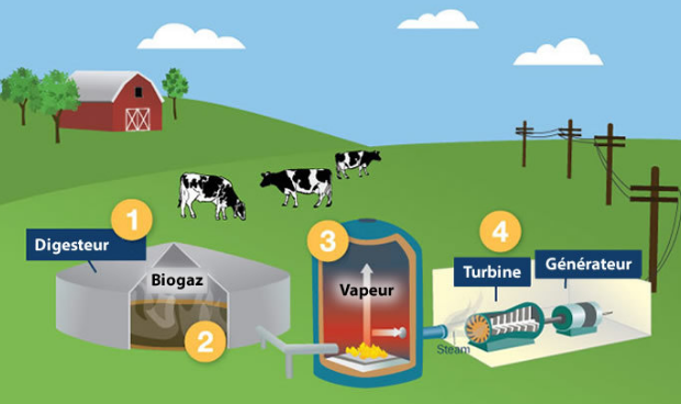 Pourquoi la biomasse est une source d’énergie précieuse
