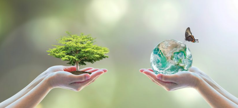 Ecologie et environnement, quelle différence ?