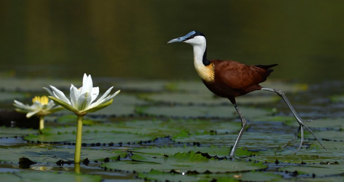 Se lancer dans des études sur la préservation de la biodiversité : bonne ou mauvaise idée ?